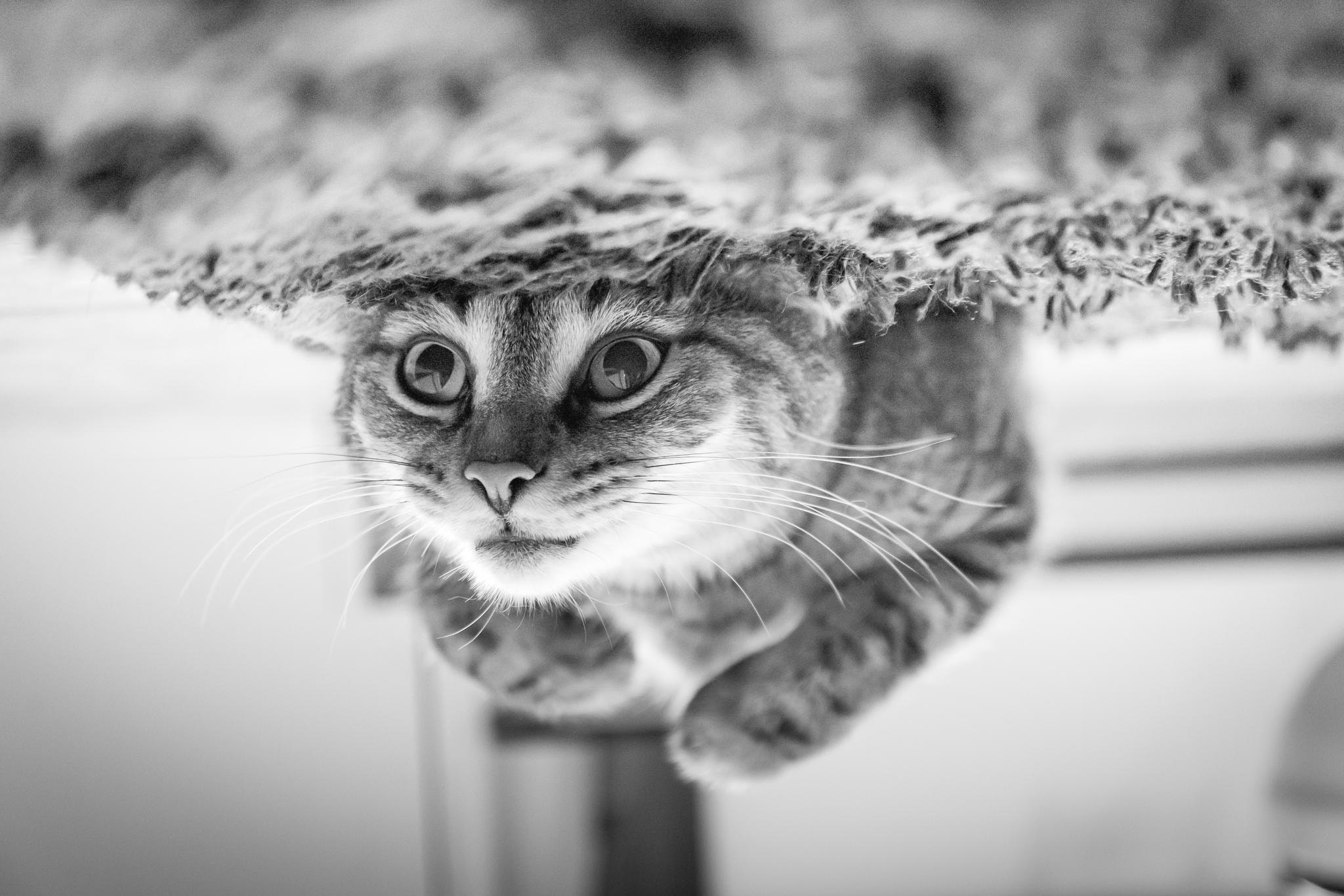 Котейка из интернета